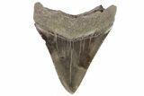 Fossil Megalodon Tooth - Georgia #76492-1